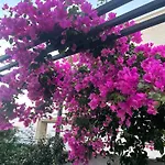 Havuzlu Ve Jakuzili Full Eşyalı Lüks * Bodrum